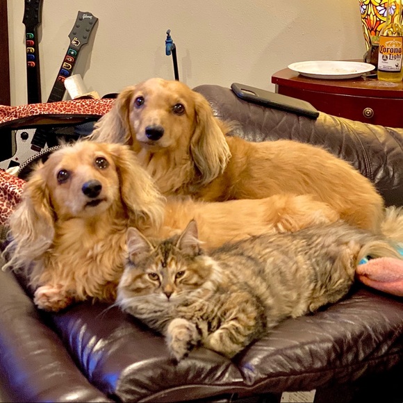 Meet your Posher, Susie - Picture 3 of 3